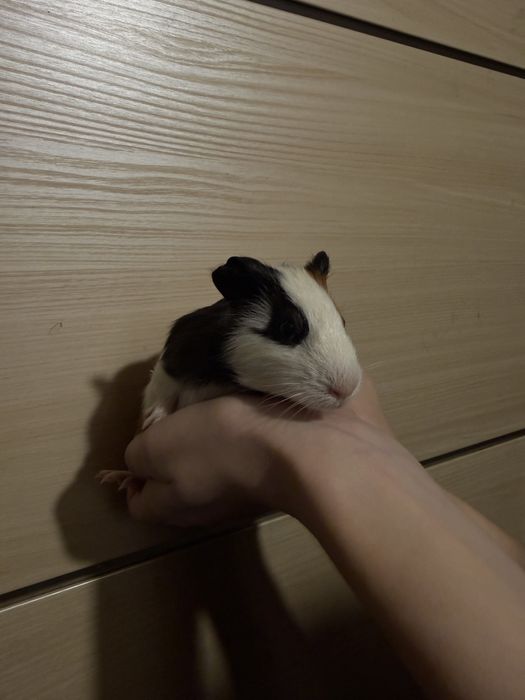 Морські свинки  вік 1 місяць