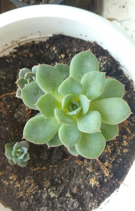 Красавец - кактус, хавортия и другие комнатные растения, цветы