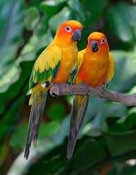 Aratingas Sol bebés