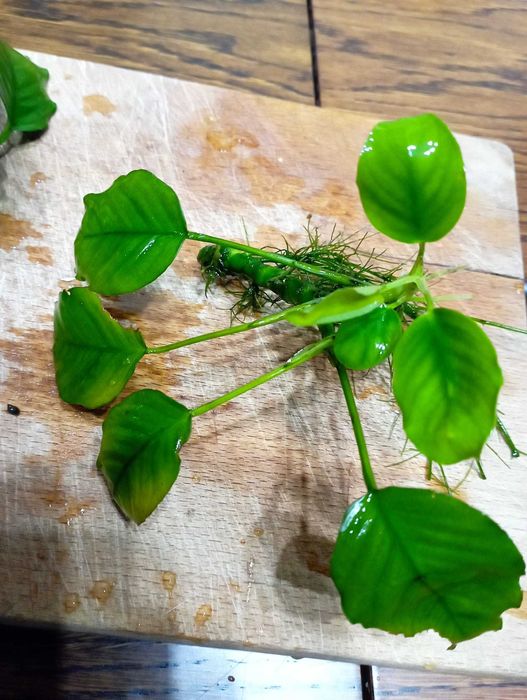 Anubias - roślinka akwariowa