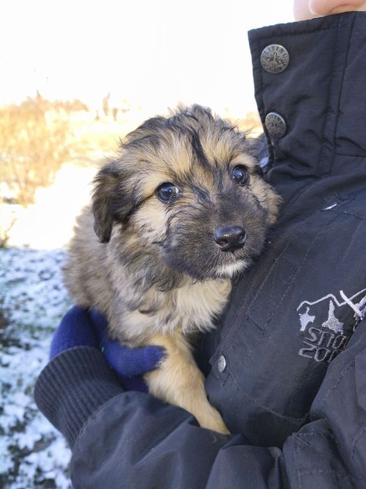 Цуценята маленькі клубочки щастя шукають дім