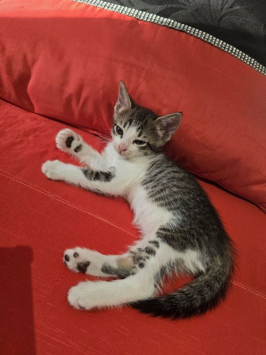 Gatinhos para adoção