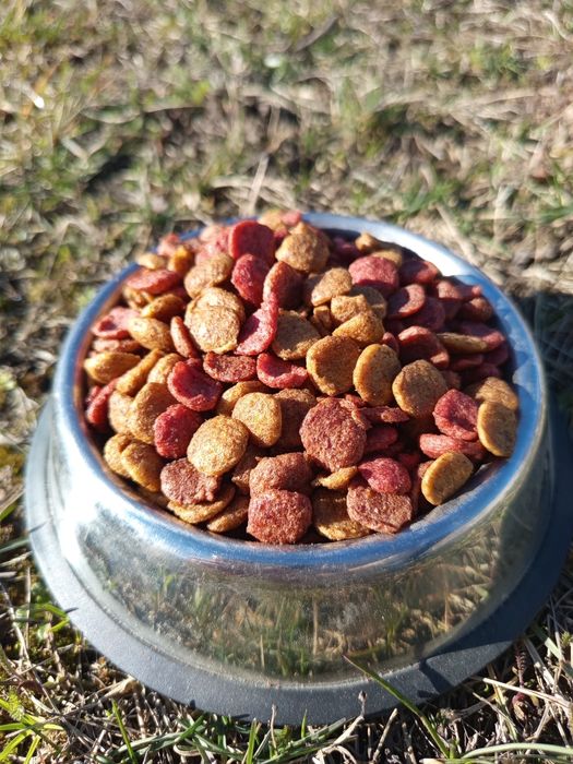 Корм для котів Dasty 10кг