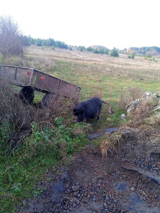 Продам поросят в’єтнамської породи свині в'єтнамці