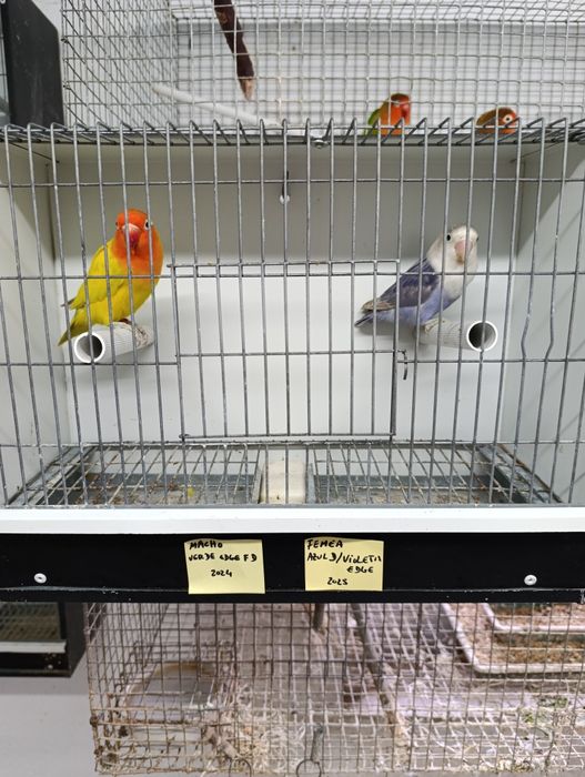 Casal de agapórnis fischeris