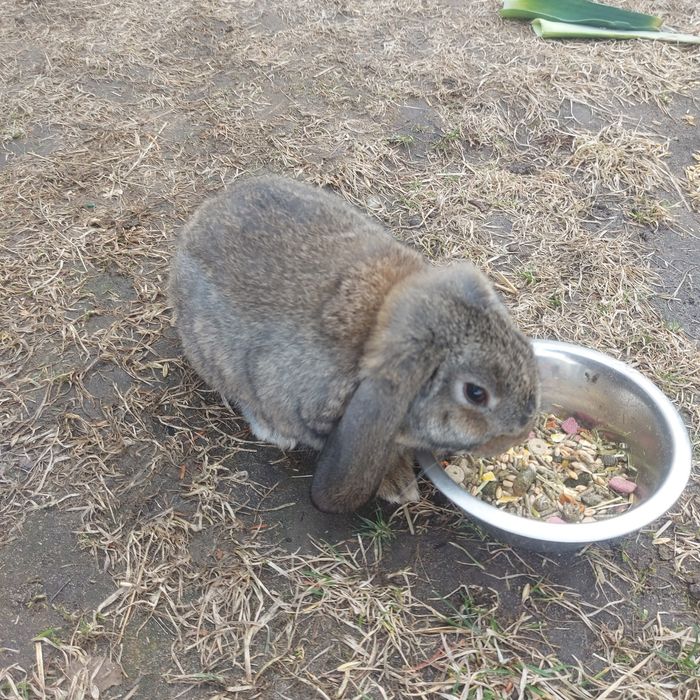 Młody samczyk baran francuski