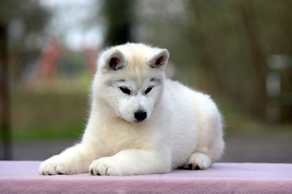 Cudowna suczka Husky / Hodowla FCI & ZKwP od 1994r.