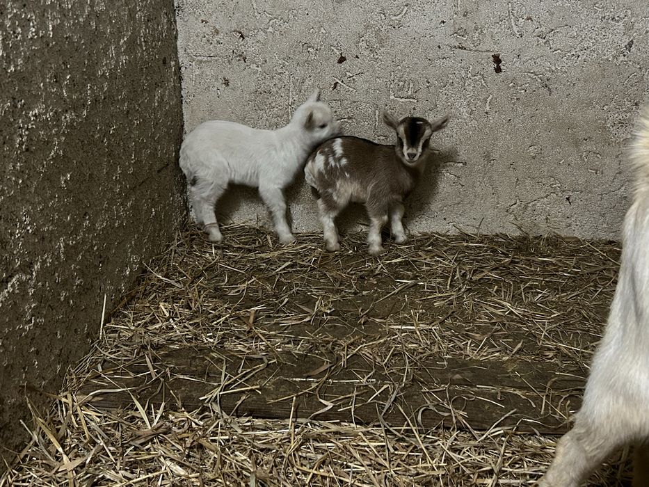 Para venda 2 casais de cabras 3meses