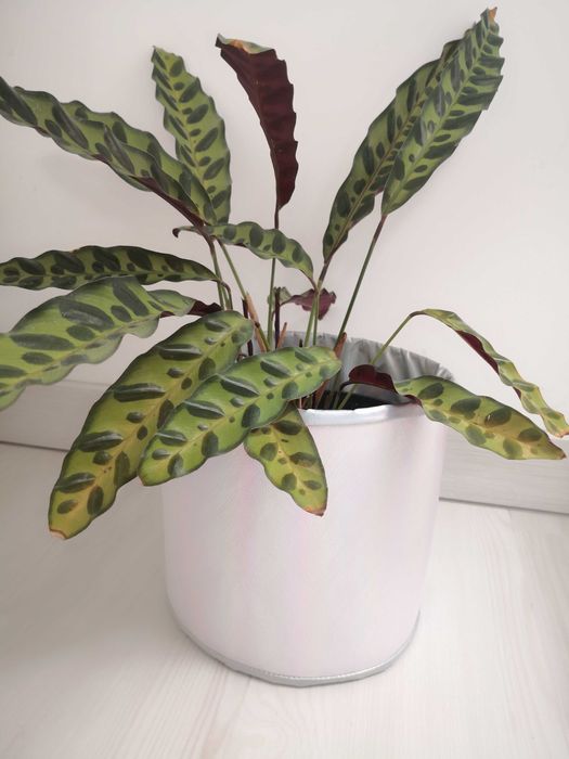 osłonka na doniczkę / roślinę DEKOROLKA Studio Imbi pastele glamour