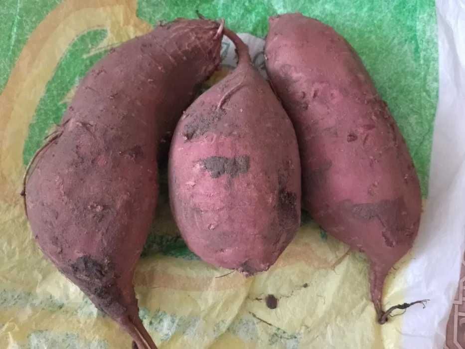 Батат. Сладкий картофель.