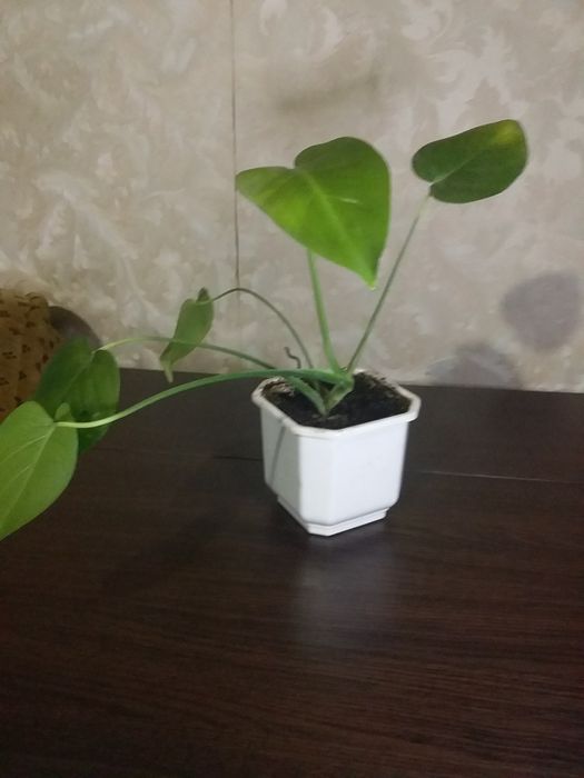 Монстера вазон офіс