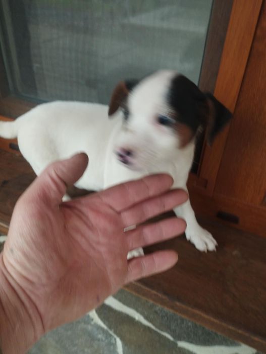 Собачки породи Джек Рассел