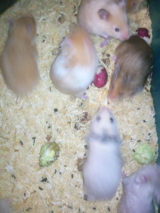 Королевский хомяк