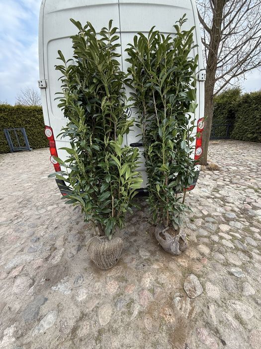 Laurowisnia genolia 120-140 cm