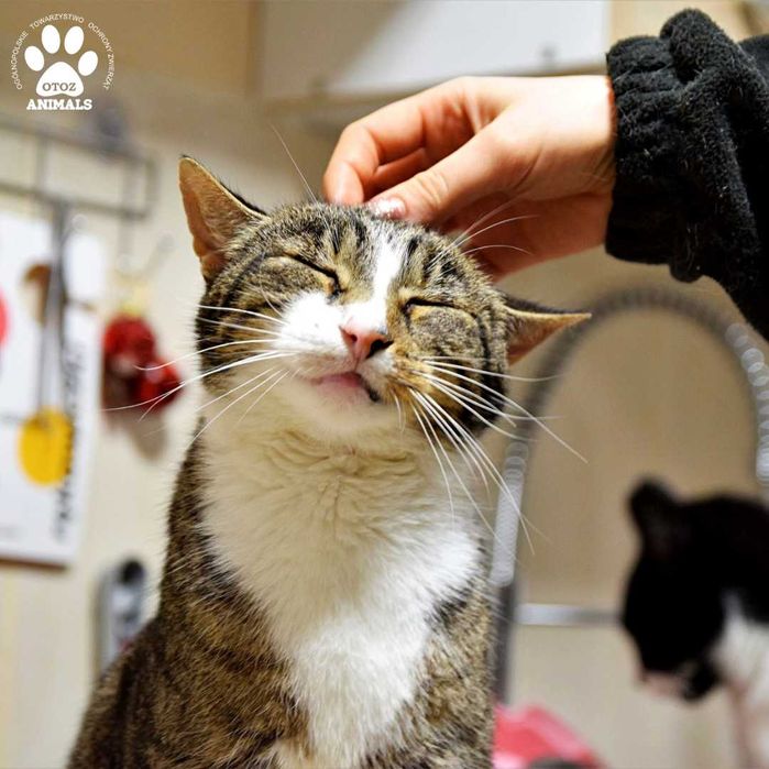 Kochany kocurek do adopcji! Poznajcie Fiflona!