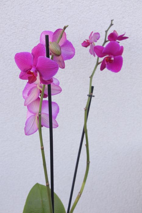 Орхідея фаленопсис темно-малинова
