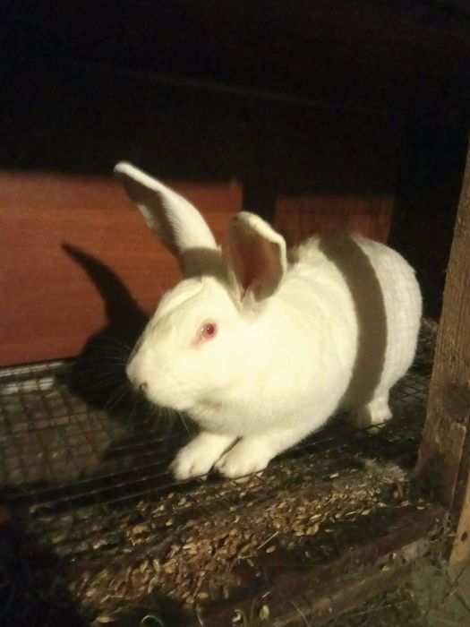 Кролі Термонці Самиці Самці