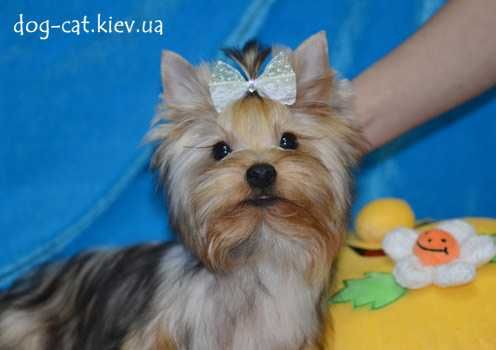 Чудесный йорки мальчик. Светленький! Киев.