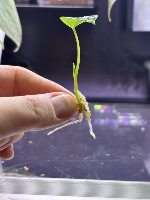 Anthurium Sherpa X FSRL