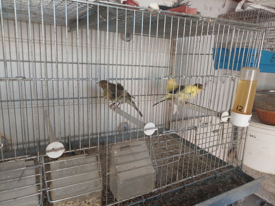 Vendo canários novos