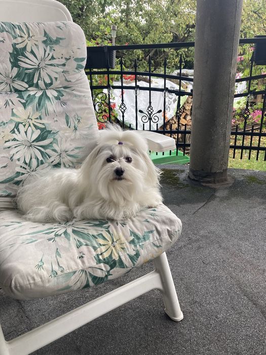 Maltańczyk szczeniak piękna suczka.