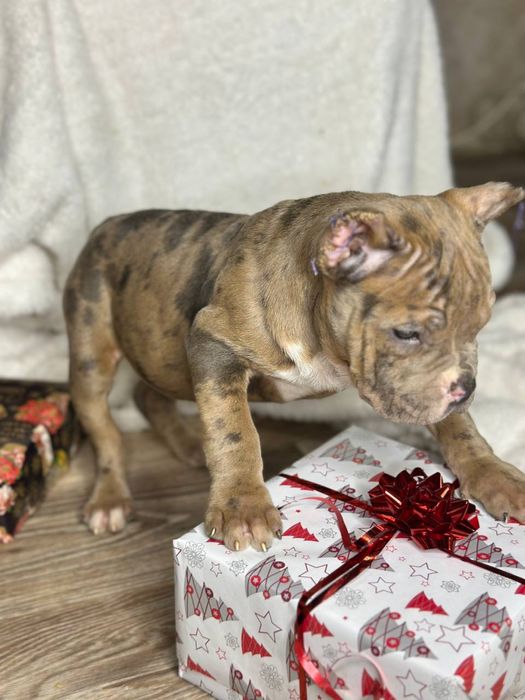 Американський буллі мрамор