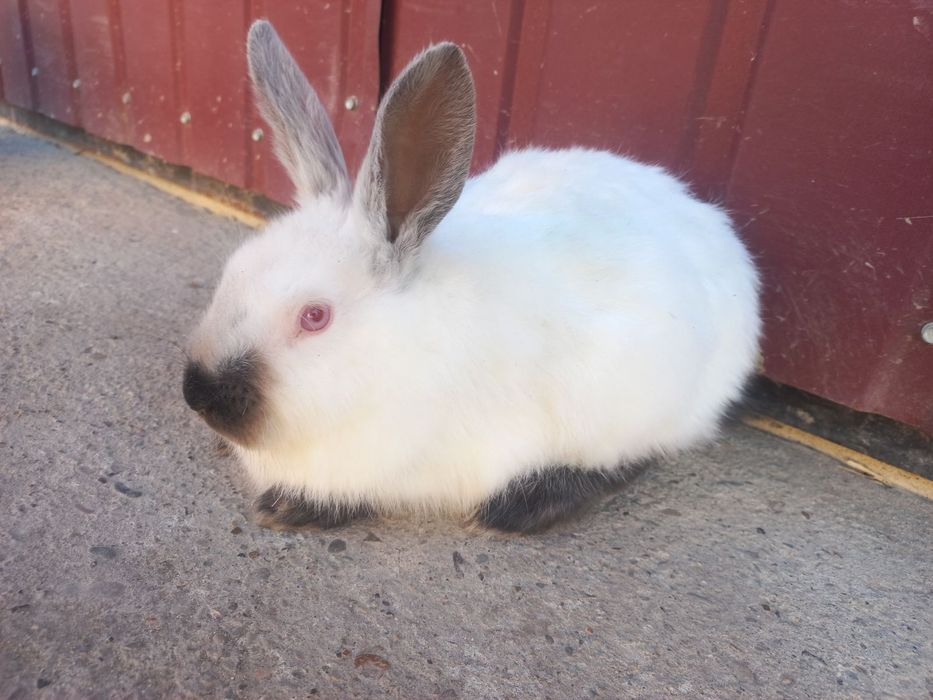 Кролики Каліфорнії