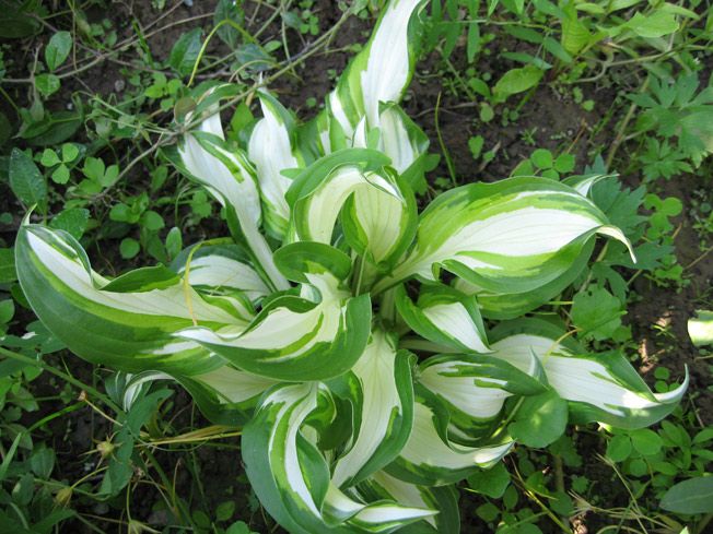 Хоста гигантская