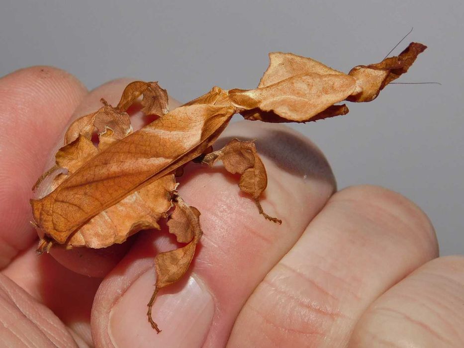 Modliszka liściogłowa Phyllocrania paradoxa