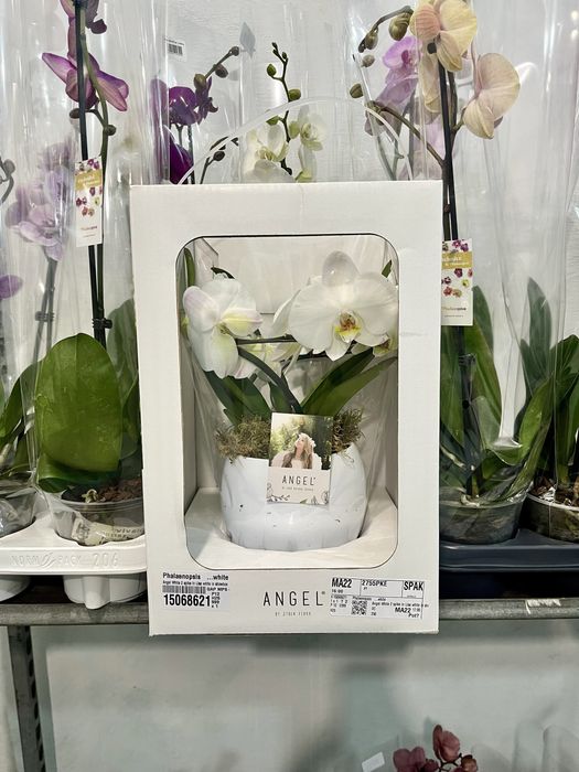 Фаленопсис Ангел/Орхидея белая/Каскад/Цветы