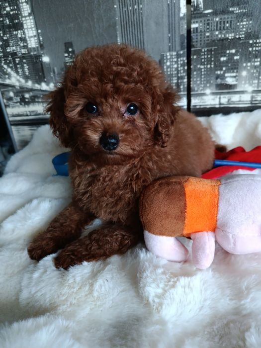 Хлопчик редбраун китайський