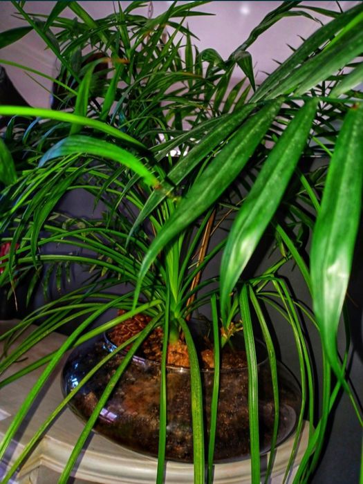 Beaucarnea Recurvata + Palmeira 95cm