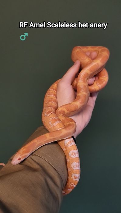 Wąż zbożowy Normal RF (?) het amel anery scaleless ph motley/stripe