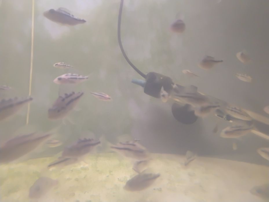Protomelas Labrosus Thick Lip Mbenji Malawi 3-4cm