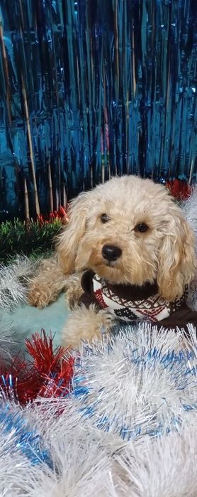 Мальтіпу - щенки