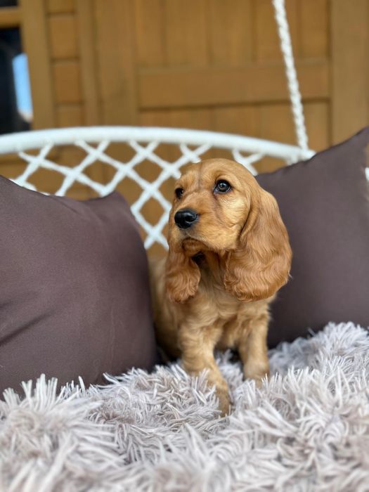 Piękny! Mocno złoty  piesek Cocker Spaniel Angielski 4-pokoleniowy rodowód, chip  i wyprawka