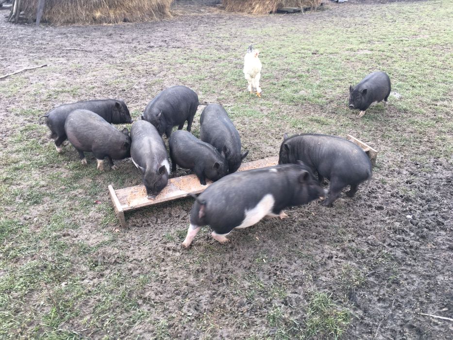 Вьєтнамські свині, ціна договірна