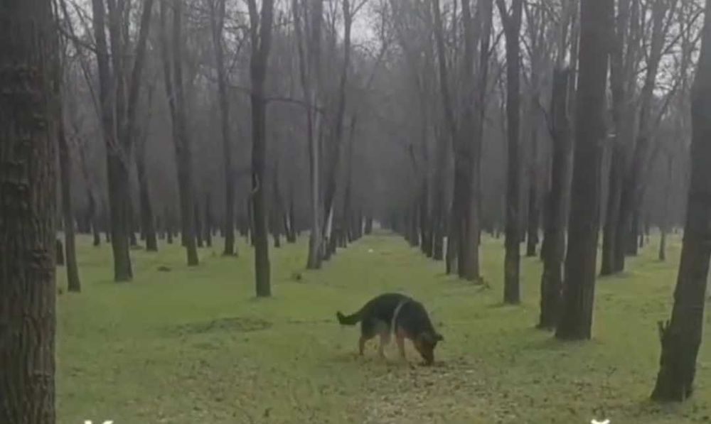 Отдам немецкую овчарку