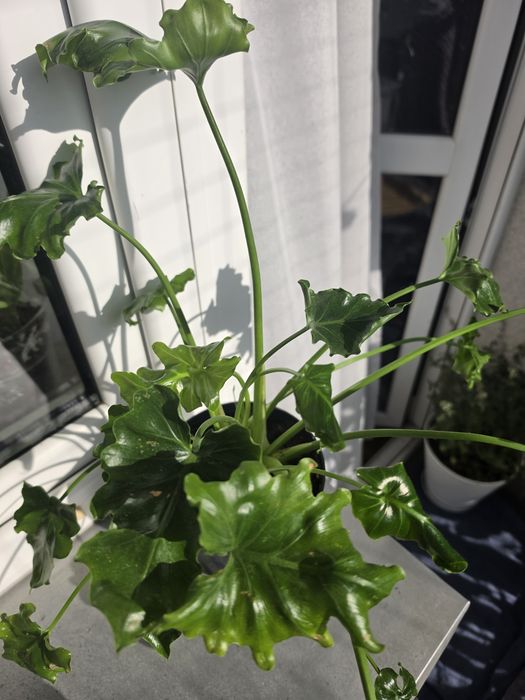 Filodendron Atlantis kolekcjonerski