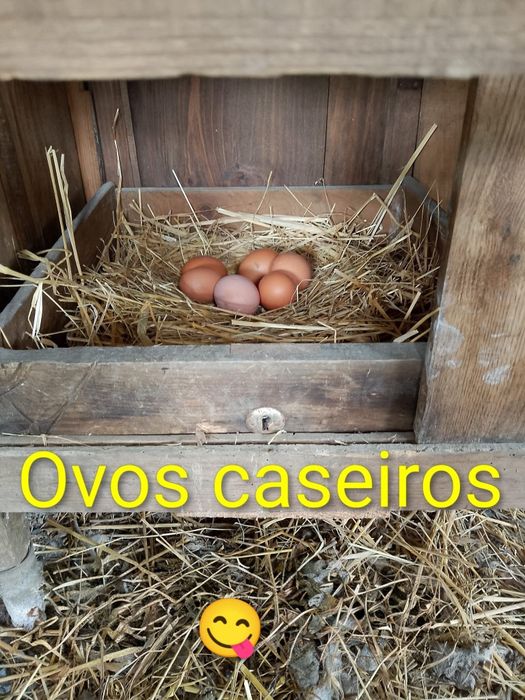 Ovos caseiros (galinhas livres)