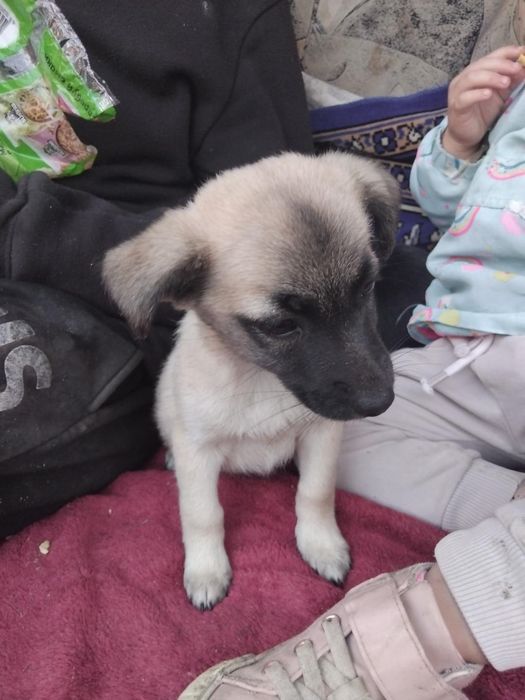 Віддам собачки в добрі руки