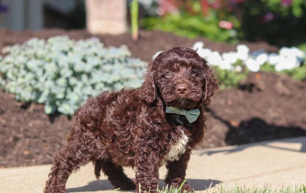 Cockapoo disponível