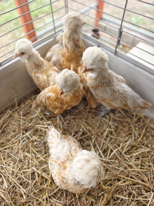Galinhas lote de PADUANAS