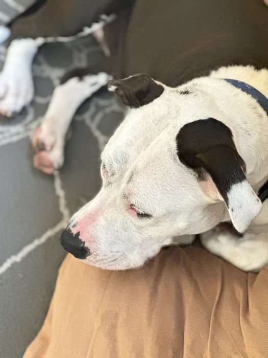Doa se cadela tem 4 anos pitbull