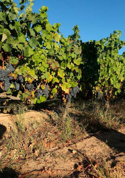 Vendo uvas na zona de Mirandela de varias qualidades