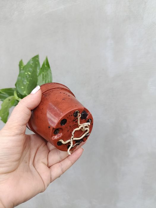 Аспідістра Aspidistra sp Thailand