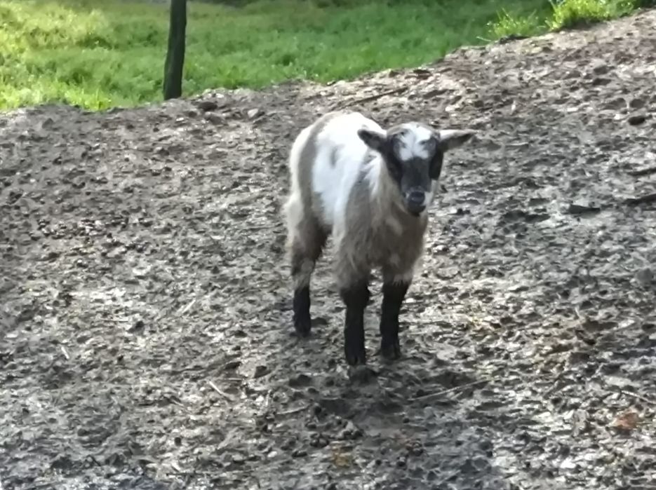 2 Cabritos para venda