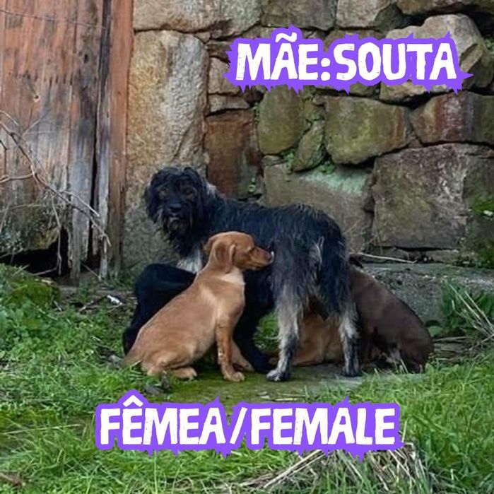 Bebes de 3 mesinhos e mama para adopção