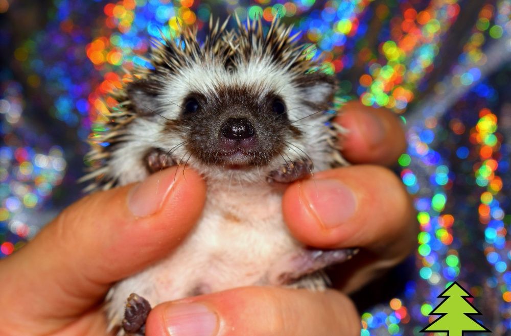 Jeż pigmejski. Rodowód. Jeżyki, jeżyk, jeże afrykańskie. Hodowla