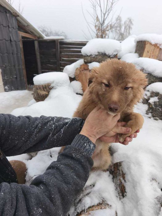 Цуценята в добрі руки